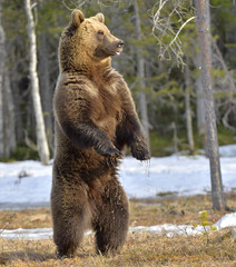Wall Mural - brown bear (ursus arctos) standing on his hind legs in spring forest.