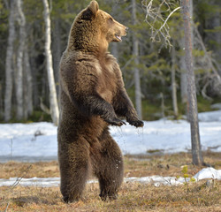 Wall Mural - brown bear (ursus arctos) standing on his hind legs in spring forest.