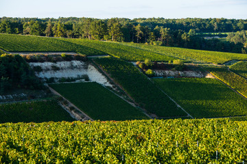 Champagne vineyards in the Cote des Bar area of the Aube department