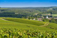 Champagne Vineyards In The Cote Des Bar Area Of The Aube Department Les Riceys