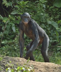 Wall Mural - the bonobo ( pan paniscus) on the green natural background.