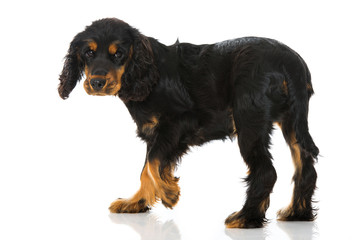 Wall Mural - Junger Cocker Spaniel