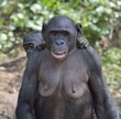 Mother and Cub of chimpanzee Bonobo. Bonobo female  with a cub.  The Bonobo ( Pan paniscus).