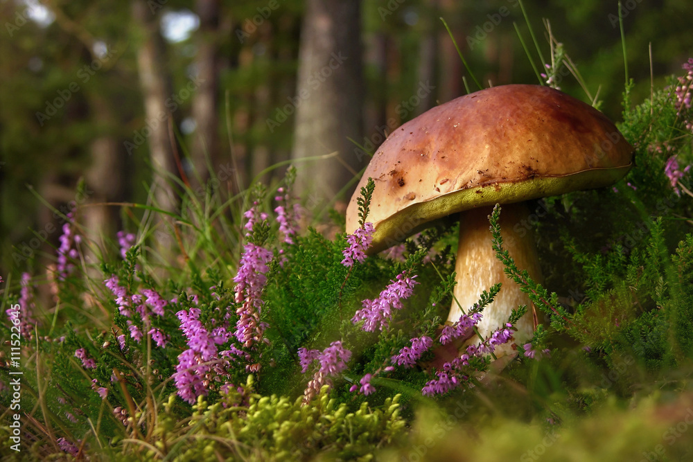 Boletus edulis edible mushroom in the forest  - obrazy, fototapety, plakaty 