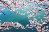 spring sakura pink flower and water background