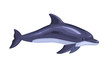 cartoon isolated dolphin