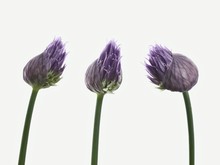 Three Chive Flowers Against White Background