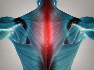 Wall Mural - Human anatomy torso back muscles, pain. 3D Illustration.