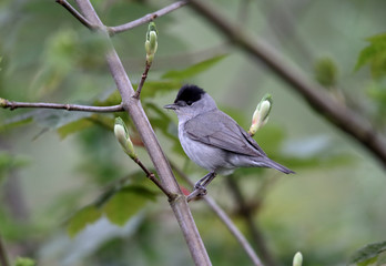 Wall Mural - Blackcap, Sylvia atricapilla