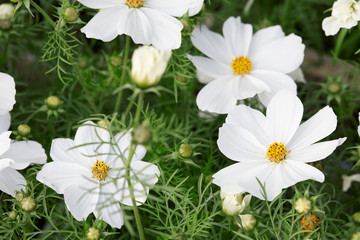 Wall Mural - white garden cosmos flowers, cosmos bipinnatus or mexican aster