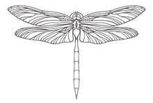 Hand Drawn Dragonfly Illustration Isolated