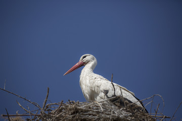 Stork is standing in the nest 