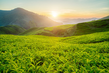 Wall Mural - Tea plantation in Cameron highlands, Malaysia