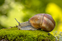 Escargot Snail