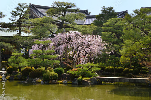 春の日本庭園 枝垂桜 平安神宮 京都 Blooming Cherry Tree In Japanese Garden Kyoto Japan Buy This Stock Photo And Explore Similar Images At Adobe Stock Adobe Stock