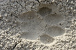 © quentinjlang - Lion spoor in sand, Botswana