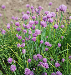 Schnittlauch, Allium; schoenoprasum