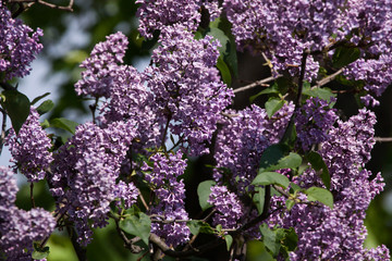 Blossoming lilac (Syringa vulgaris).