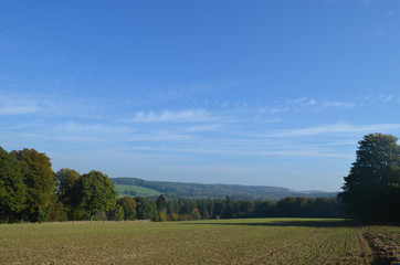 Wall Mural - Rows of seedlings in corn field on a hill surrounded by forest on sunny autumn day, Yvoir, Wallonia