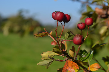 Wall Mural - Crataegus monogyna, common hawthorn or single-seeded hawthorn, growing in hedge lining meadow in Yvoir, Wallonia