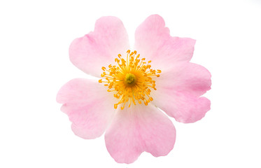 Poster - wild rose flower isolated