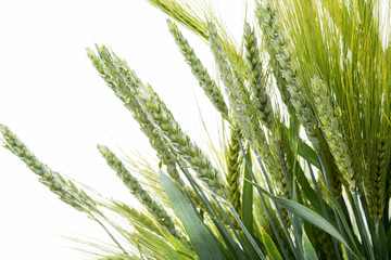 Wall Mural - Green wheat ears isolated