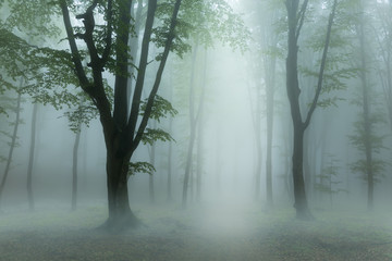 Fototapete - Heavy low fog into the forest. Light from above