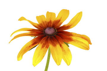 Wall Mural - rudbeckia isolated on white