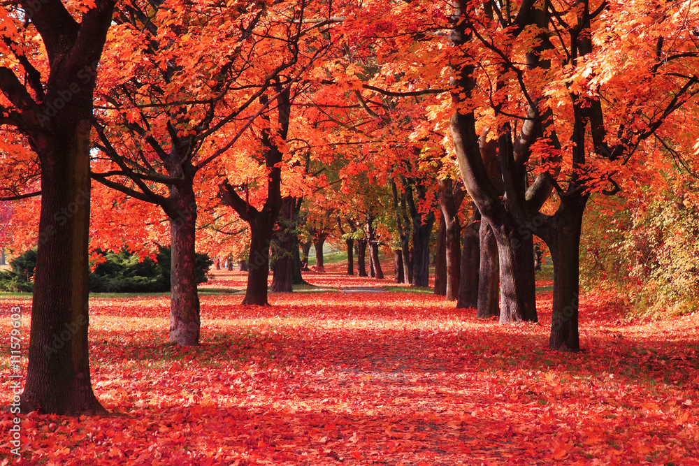 Foto-Schiebegardine ohne Schienensystem - color autumn forest