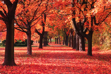 Wall Mural - color autumn forest