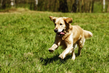 Wall Mural - Happy dog Golden Retriever jumps