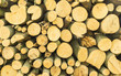 Erneuerbare Energie Holz