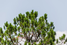Khasiya Pine On Forest Moutaint In Phu Rua National Park,Thailan