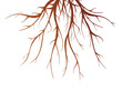 Tree Root Isolated Illustration