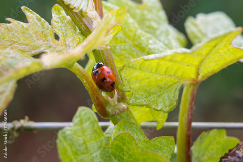 Photographie Coccinelle Dans la vigne