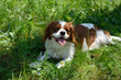 © branislav - Charming Dog, Cavalier King Charles Spaniel (Blenheim), on green forest meadow