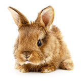 Fototapeta Zwierzęta - Brown bunny rabbit.