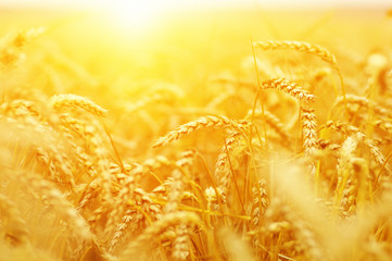 Wall Mural - wheat field on sun