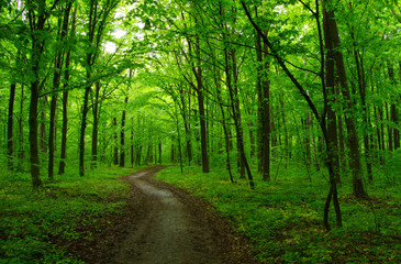  green forest