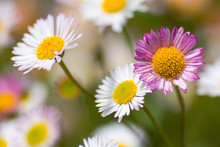 Mexican Fleabane (Erigeron Karvinskianus) In Flower. Pink And White Flowers Of Plant In The Daisy Family (Asteraceae), A Recent Colonist Of Britain's Coastline