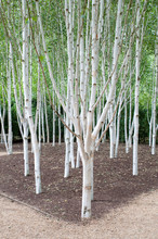 Group Of Silver Birch Trees