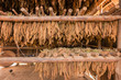 Tobacco leaves drying in a shed, Cuba