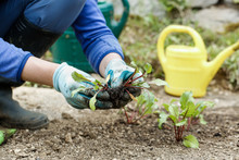 Gardener Separating And Planting Beetroot Seedlings