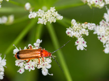 The Common Red Soldier Beetle (Rhagonycha Fulva), Also Misleadingly Known As The Bloodsucker Beetle, Is A Species Of Soldier Beetle (Cantharidae).