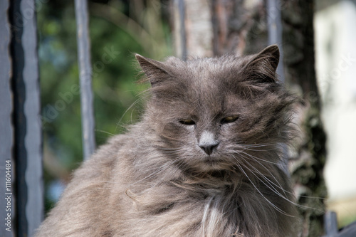 Portrait Of Thick Long Hair Gray Chantilly Tiffany Cat Relaxing In The Garden Close Up Of Portrait Of Thick Long Hair Gray Chantilly Tiffany Cat Relaxing In The Garden Close Up Of