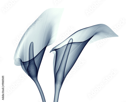 Cuadros en Lienzo x-ray image of a flower isolated on white , the calla lilly