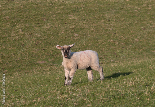 Fotografie, Obraz Kleines Lamm auf einer Wiese am blöken
Bleat little lamb on a meadow