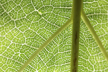 Backlit Green Leaf