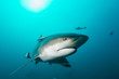Giant bull shark / Zambezi Shark swimming in deep blue water