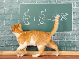 Wall Mural - Scientific Cat